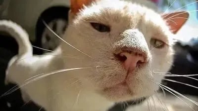 Script preview thumbnail