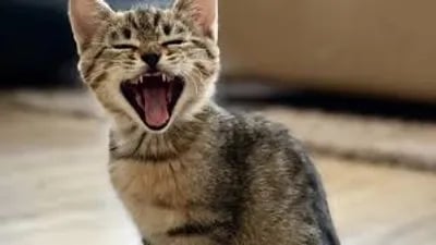 Preview of my first script hub