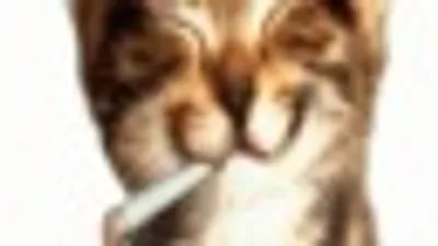 Preview of Sotenjoyer X Idkk Apelhub Premium Script 