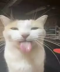 Script preview thumbnail